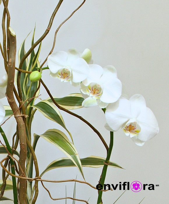 PHALAENOPSIS AMABILIS